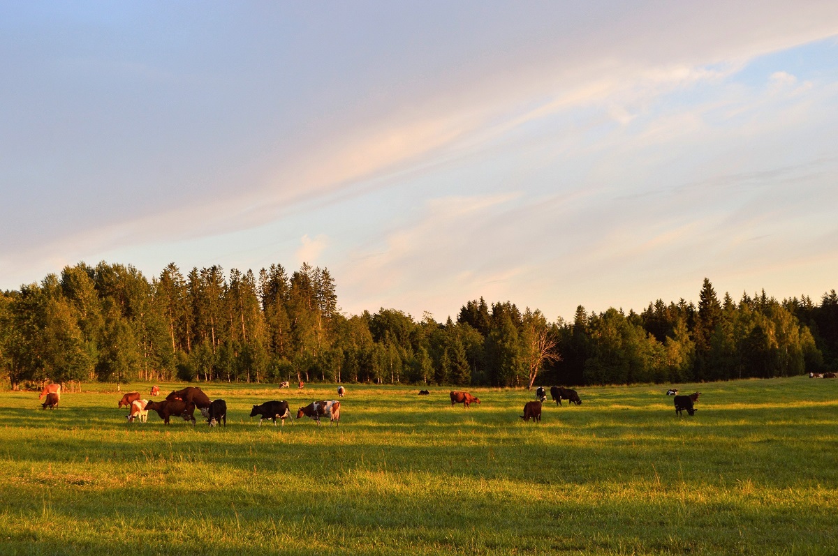 agriculture animal cattle 1297307 0