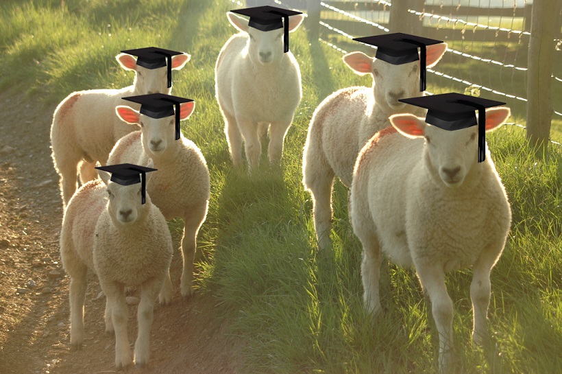 graduating sheep